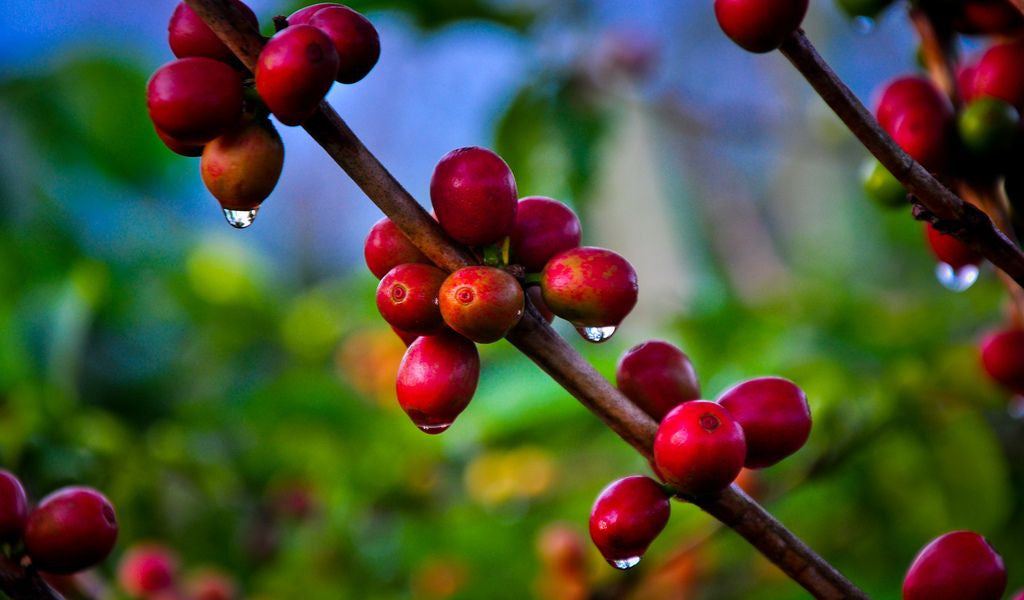 Die Aufbereitungsmethoden von Kaffee